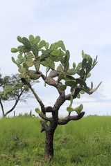 Opuntia velutina