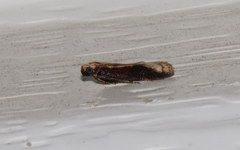 Ptyomaxia trigonogramma