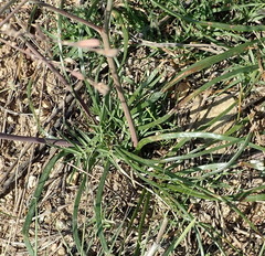 Trachyandra revoluta