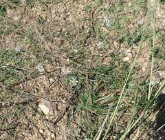 Trachyandra revoluta