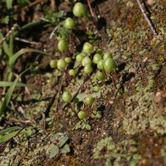 Asterella palmeri