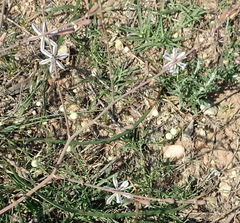 Trachyandra revoluta