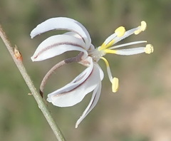 Trachyandra revoluta