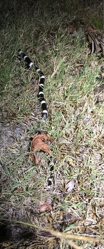 Eastern Bandy Bandy sighting