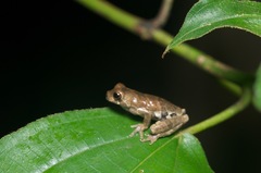 Dendropsophus parviceps