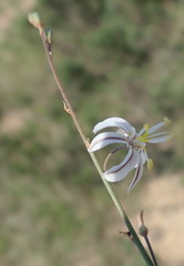 Trachyandra revoluta