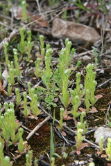 Myosotis verna