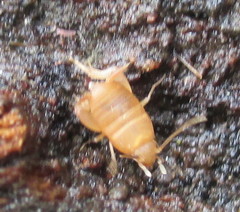 Myrmecophilus