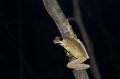 Osteocephalus taurinus