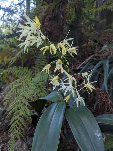 Rock orchid (Dendrobium speciosum)
