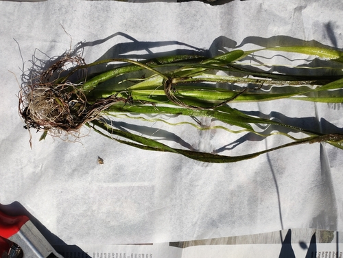 Image of Vallisneria australis by no rights reserved