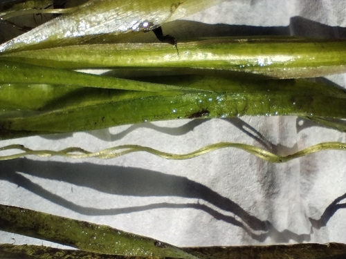 Image of Vallisneria australis by no rights reserved