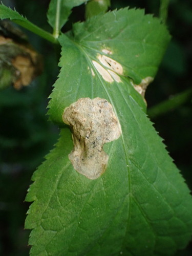 Parsnip Leaf Miner photo 4