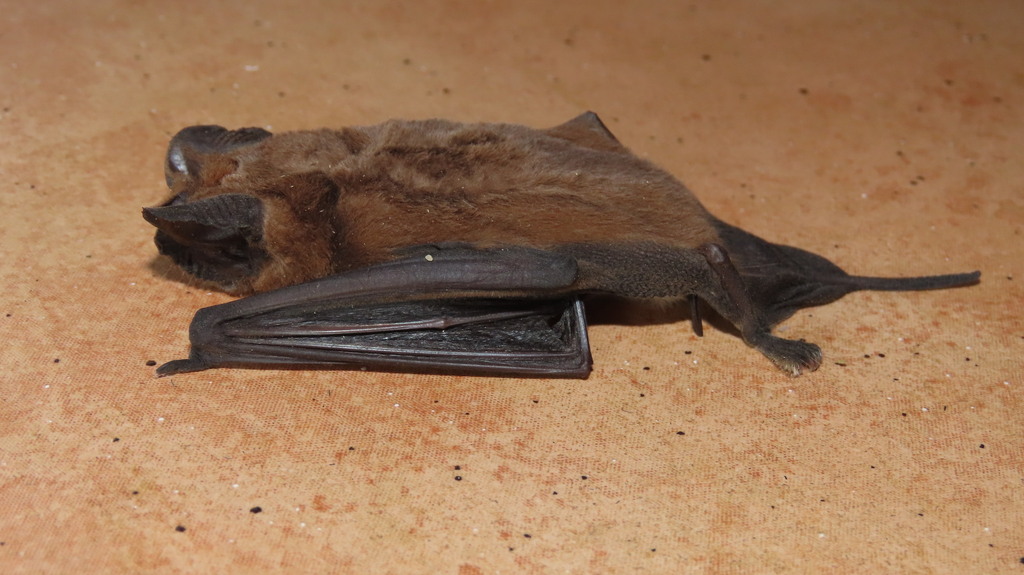 Egyptian Free-tailed Bat from Mbuluzi Game Reserve, Eswatini on August