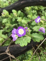 Phacelia patuliflora