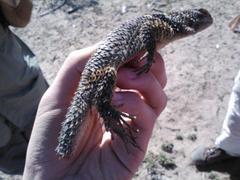 Sceloporus cyanogenys