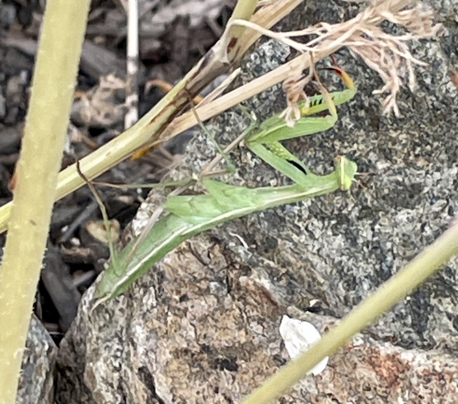 Nevada Reno Mantis European Mantis from West University, Reno, NV, USA on August 22, 2023 ...