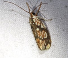 Lactura panopsia