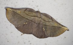 Xenomusa metallica