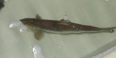 Salmo salar