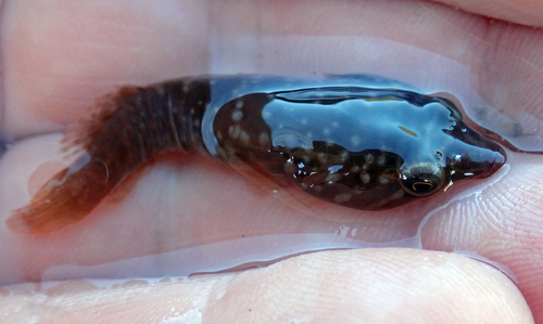 Dellichthys morelandi