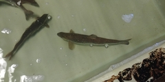 Salmo salar
