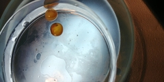 Salmo salar
