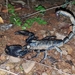 Giant Forest Scorpion - Photo (c) Ravi Naidu, some rights reserved (CC BY-NC), uploaded by Ravi Naidu