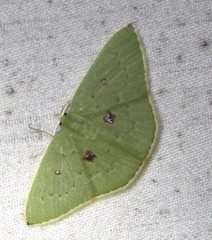 Comostola leucomerata