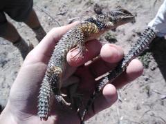 Sceloporus cyanogenys