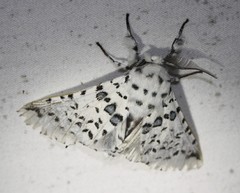 Kamalia australis