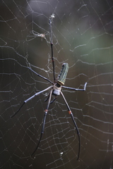 Nephila constricta