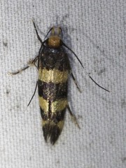 Limnaecia polycydista