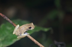 Dendropsophus brevifrons
