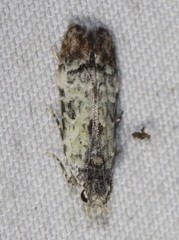 Hypatima