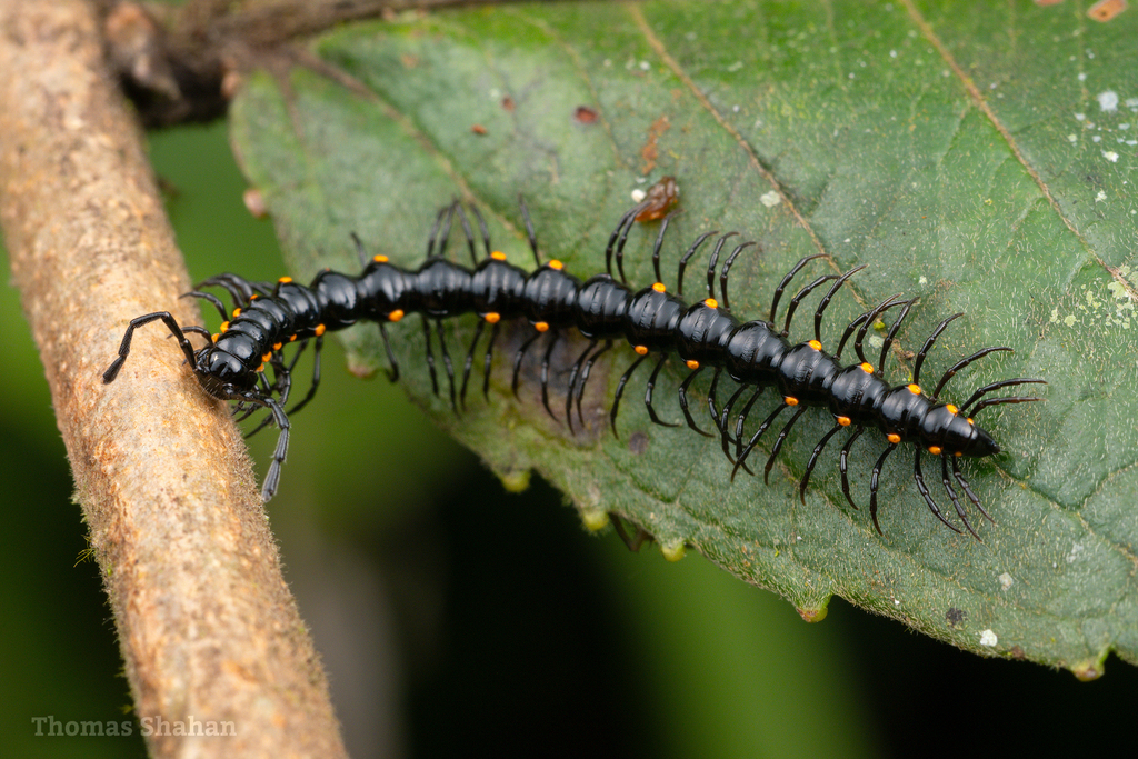 Dibolostethus