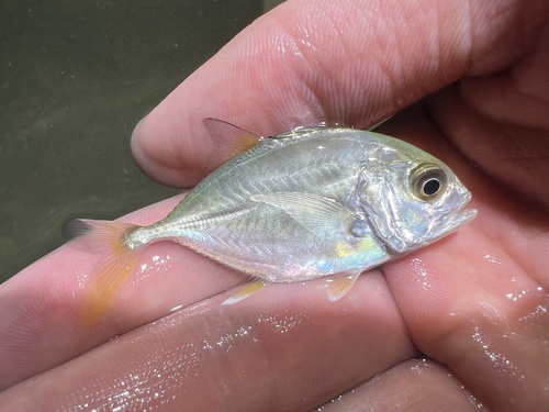 Barrier trevally (Caranx ignobilis) — Carangidae — 2