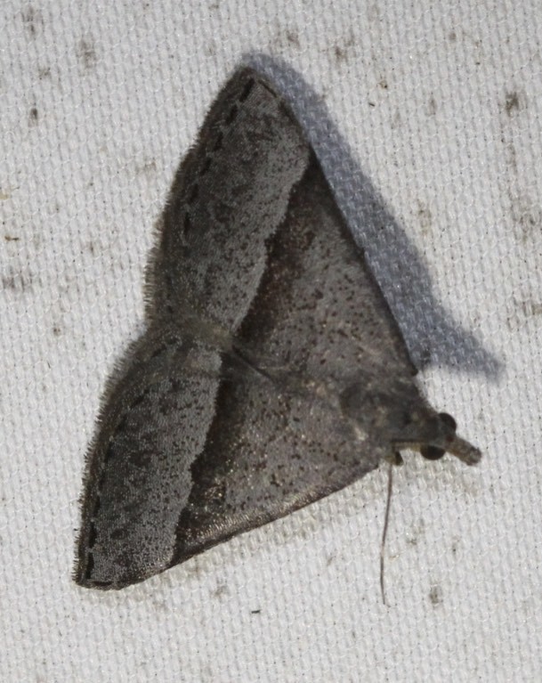 Dichromodes ornata