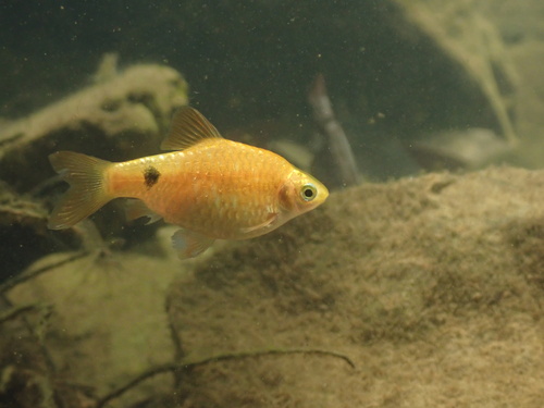Rode barbeel (Pethia conchonius) — Cyprinidae