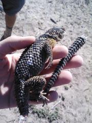 Sceloporus cyanogenys