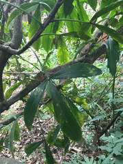 Pseudopanax crassifolius × lessonii