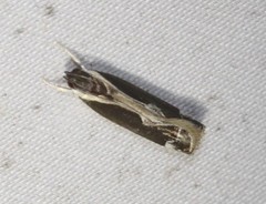 Chaliniastis astrapaea