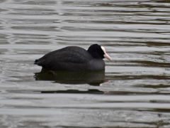 Fulica atra