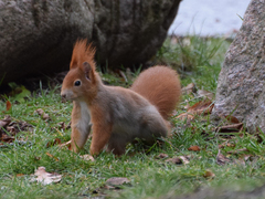 Sciurus vulgaris