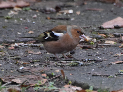 Fringilla coelebs