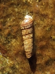 Lirobittium munitum
