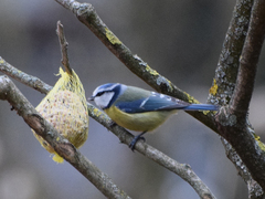 Cyanistes caeruleus