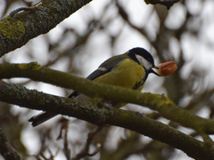 Parus major