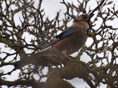 Garrulus glandarius