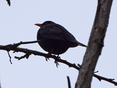 Turdus merula